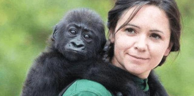 女科学家牺牲自己,研究人与黑猩猩繁衍问题,奉献精神值得赞扬!