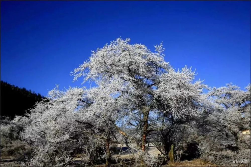 昆明下雪還上了熱搜沒看到不要緊雲南多地高清雪景美圖來襲組圖