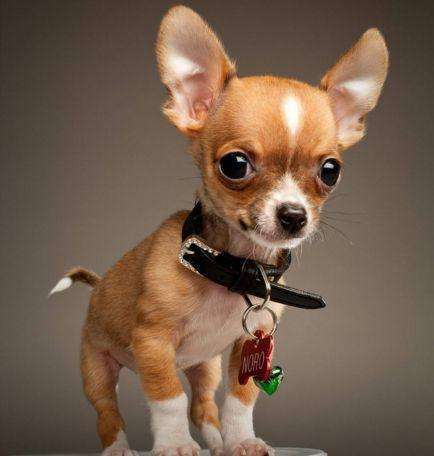 盘点那些最长寿的狗!原来生命的力量是你永远无法想象的!