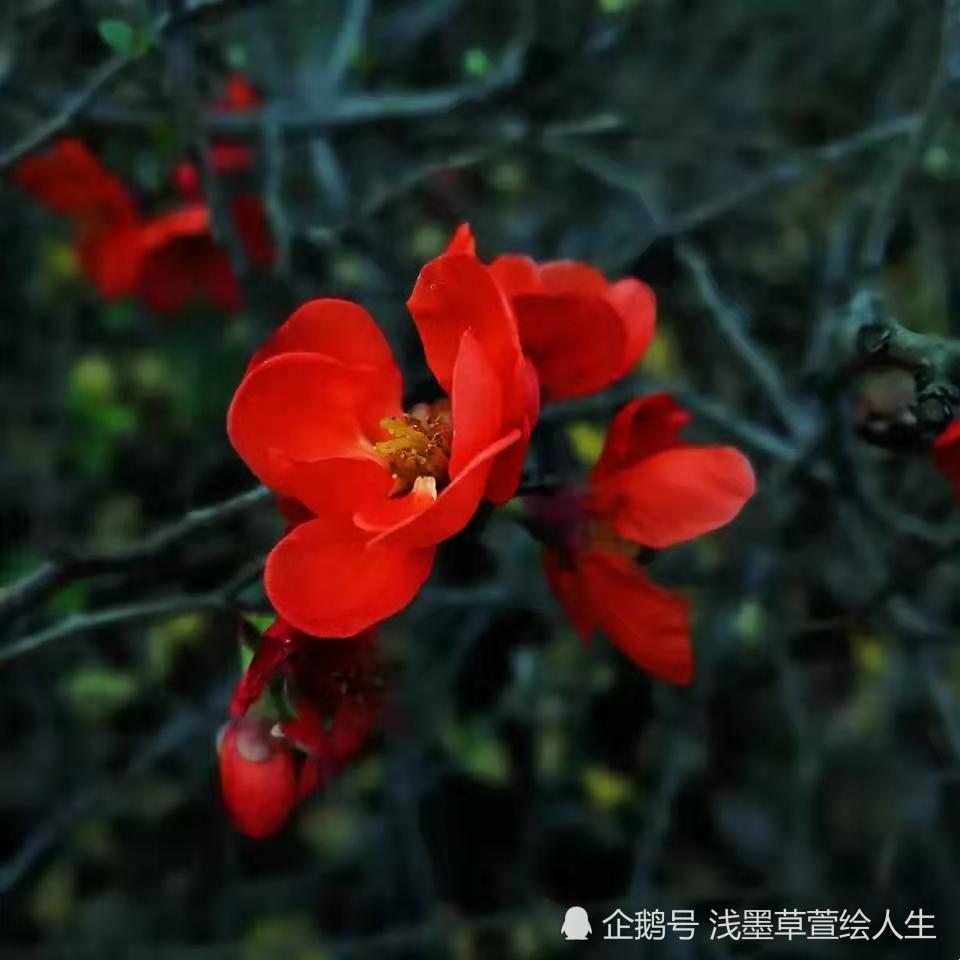 不负寒冬荣二度棠红堪舍岁春翁