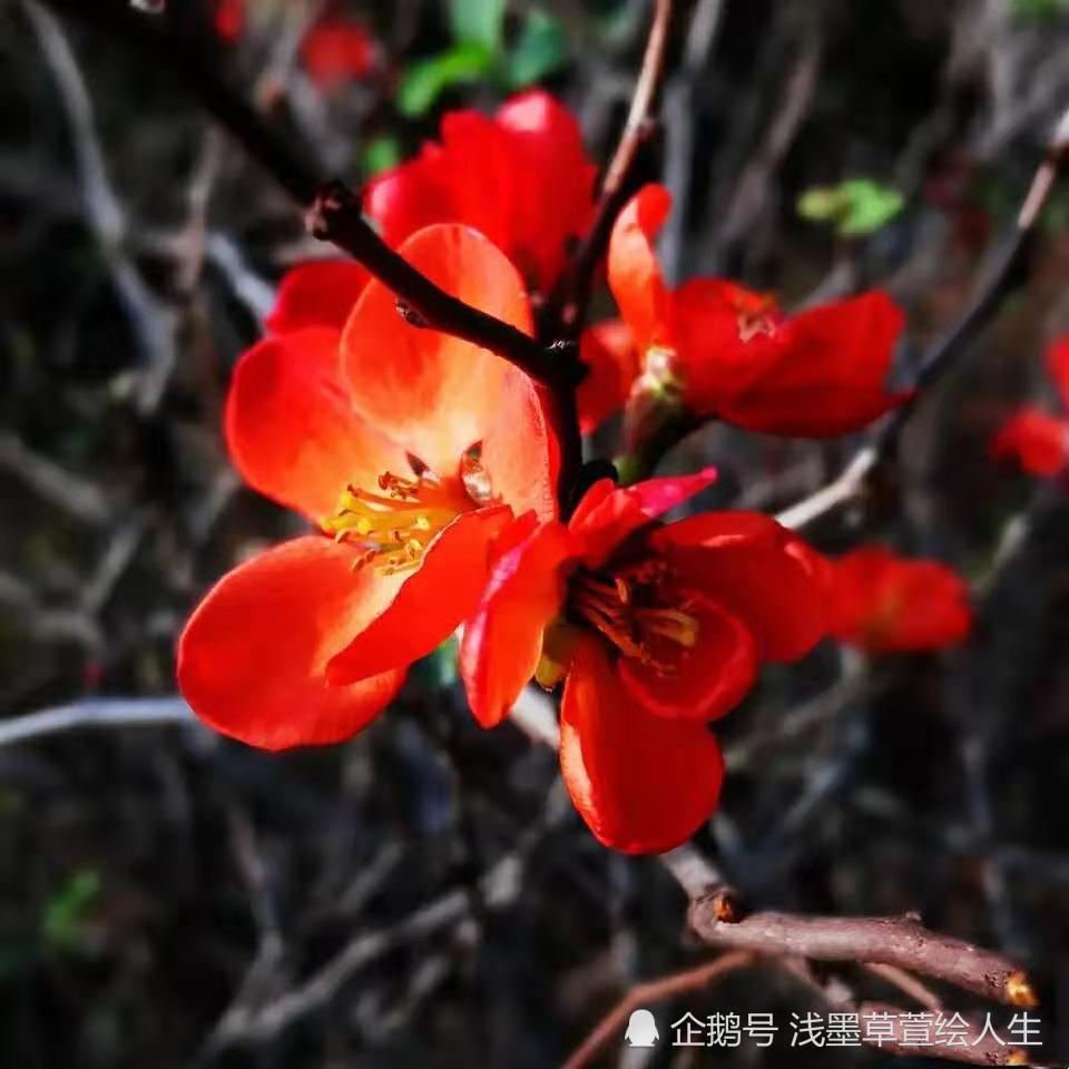 不负寒冬荣二度,棠红堪舍岁春翁