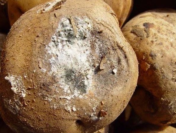 等的腐烂病状,在病部表面初期出现疏松灰白色,后转为灰黑色的毛霉状物