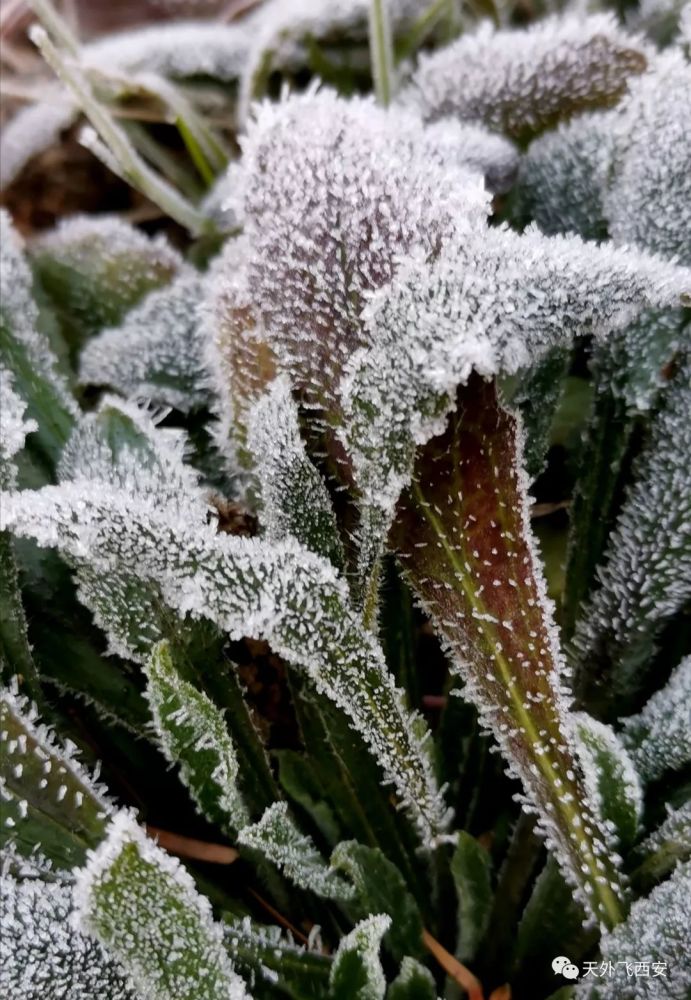 冬日最美是霜花胜似二月赛春花