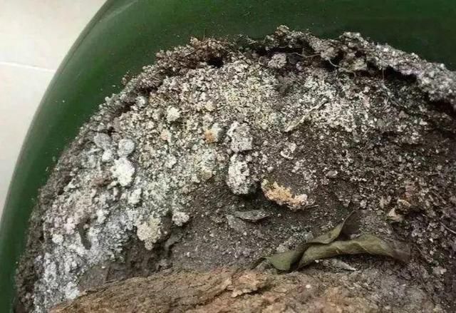 盆土表面结 白霜 浇水就烂根了 赶紧换盆 不然就晚了 腾讯新闻