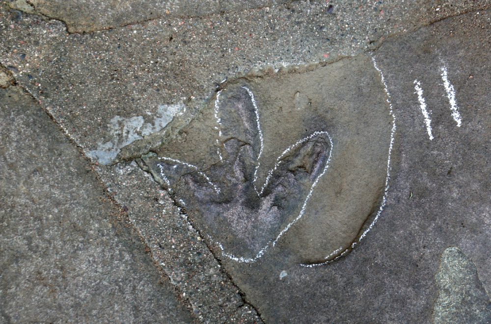 石板路惊现恐龙足迹!避暑山庄原来是"侏罗纪公园"