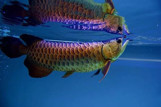 其间,不少鱼友从养银龙到青龙再到红龙金龙,从宝石(红尾金),高背,b过