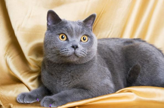 蓝猫就是英国短毛猫吗猫咪你是不是认错喵了