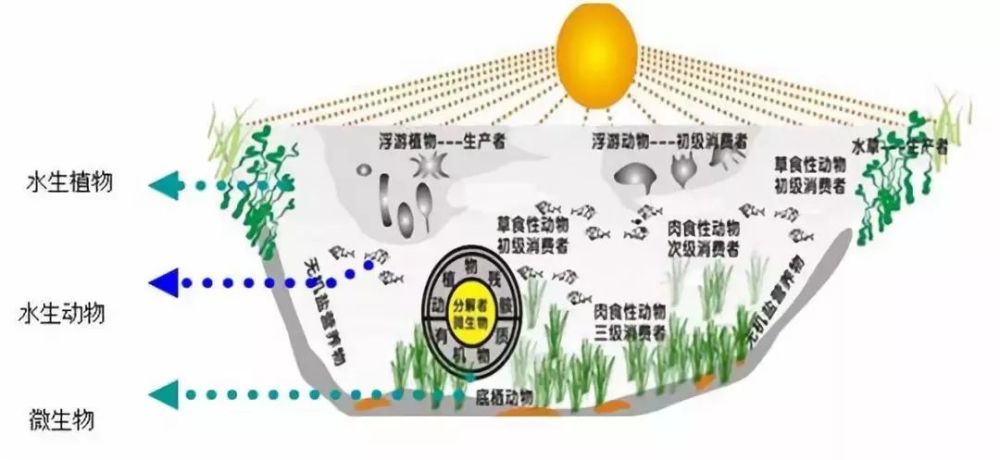 细菌,藻类作为池塘生态系统食物链的基础,衍生出原生动物,浮游动物