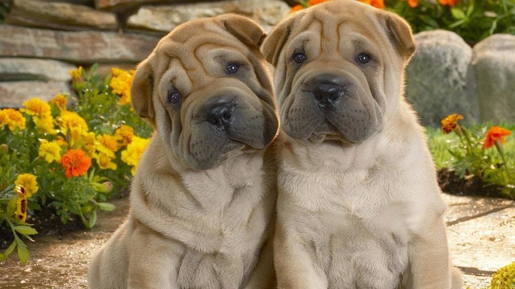 如何区分大型犬 中型犬 小型犬 腾讯新闻