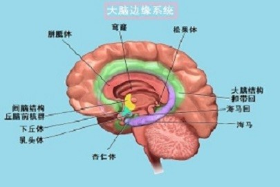 腦的美麗境界wonderful Brain