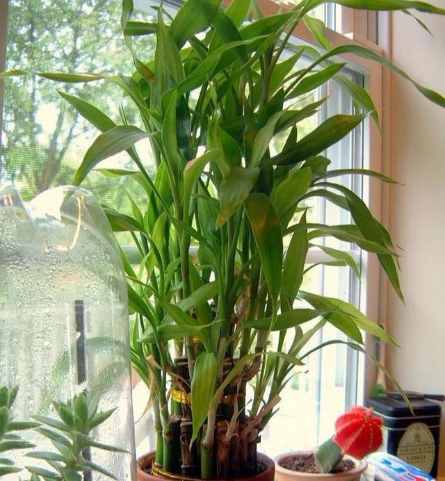 土培富贵竹,"一溜"黄叶子,扒开土露出根,一看就明白