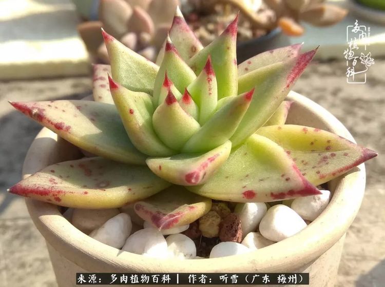 云天收夏色 南方多肉露养正当时 腾讯新闻