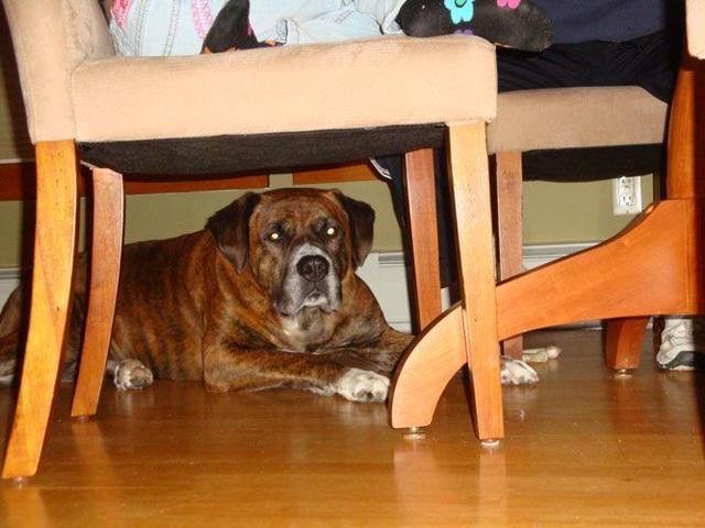 当狗狗冲进椅子底下躲起来主人千万别伸手抓不然分分钟被咬