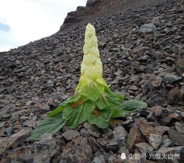 喜马拉雅山一种顽强的藏药植物 形似大白菜 一生却只开一次花 腾讯新闻