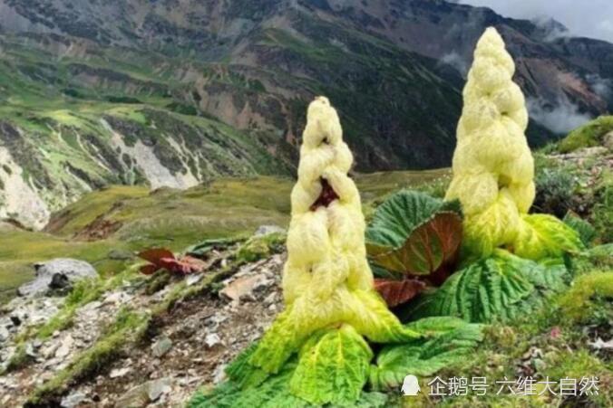 喜马拉雅山一种顽强的藏药植物 形似大白菜 一生却只开一次花 腾讯新闻