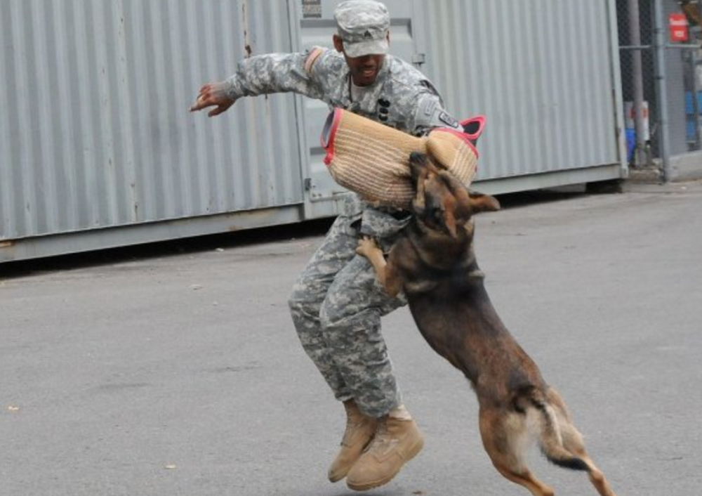 美軍怎樣訓練軍犬這些照片清楚給明答案訓練方式太特殊