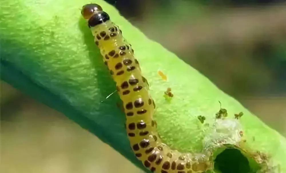 农资维盐虫螨腈茚虫威虫酰肼虱螨脲哪个更好