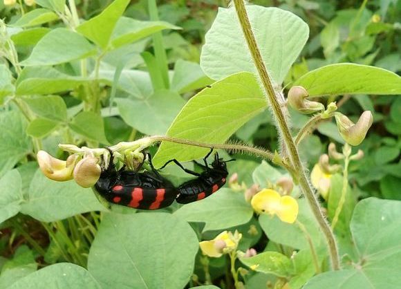 大部分区域均有分布,因此俗名众多,有放屁虫,花罗虫,羊米虫,小豆虫