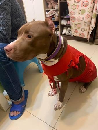 早上才穿新衣 比特犬自行加工成潮流破坏风 妈妈笑 难懂的时尚 腾讯新闻