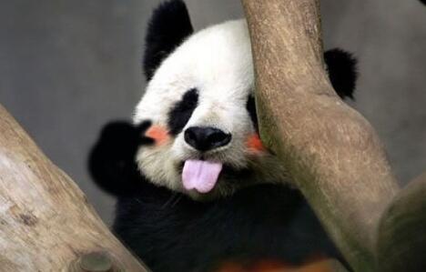 熊猫宝宝咬人后会默默绝食,难道因为愧疚?饲养员说出实情