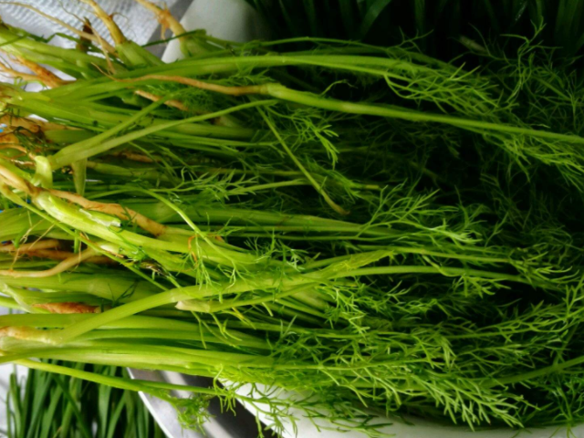 藏在我们身边的天然青霉素女人常吃消炎杀菌炎症或不来扰