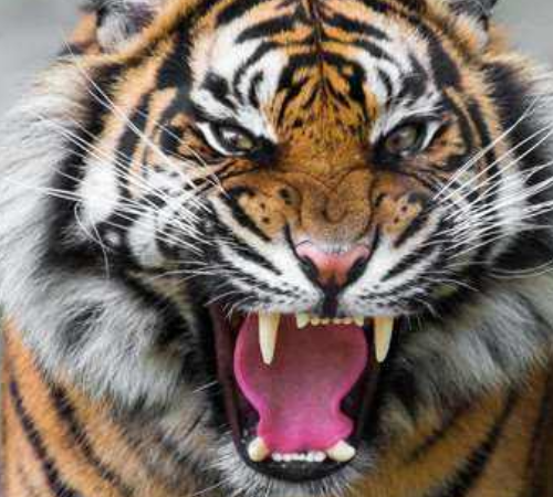 灵签占卜:你认为哪只老虎最凶残?测你下段恋情会不会遇到"渣男"!