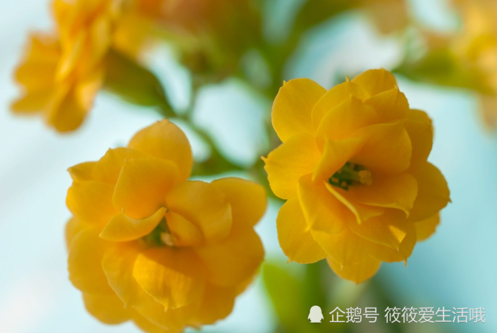 进入12月 这 3件事 还不做 长寿花就别想开花了 腾讯新闻