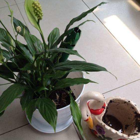 白掌换盆"特简单",试试这招,花开不断,一帆风顺