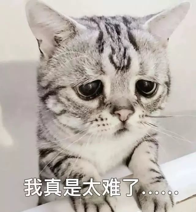 爆笑猫图 表情包又来啦