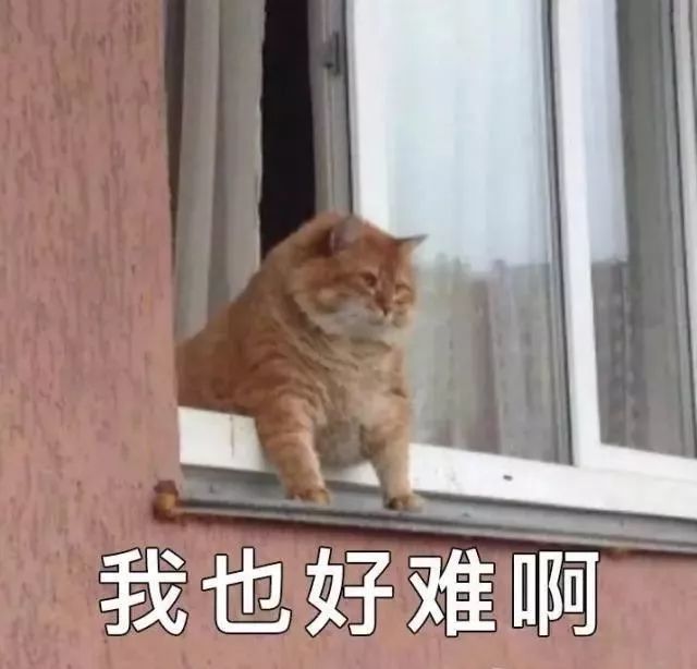 爆笑猫图 表情包又来啦 腾讯新闻