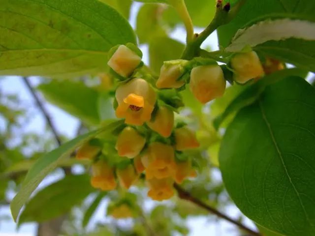 人生如柿 岁月静美 腾讯新闻