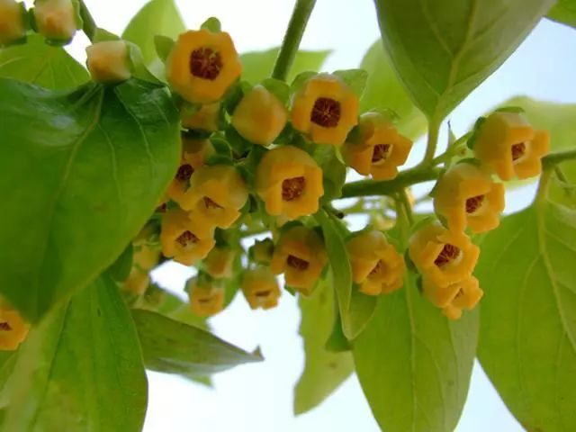 人生如柿 岁月静美 腾讯新闻