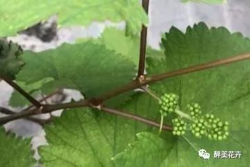 葡萄的花期管理技巧 腾讯新闻