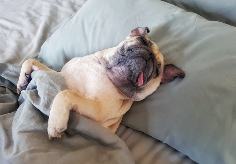 也说明狗狗对你很信任,对这个家很放心,才敢这样子睡觉,但这样的狗狗