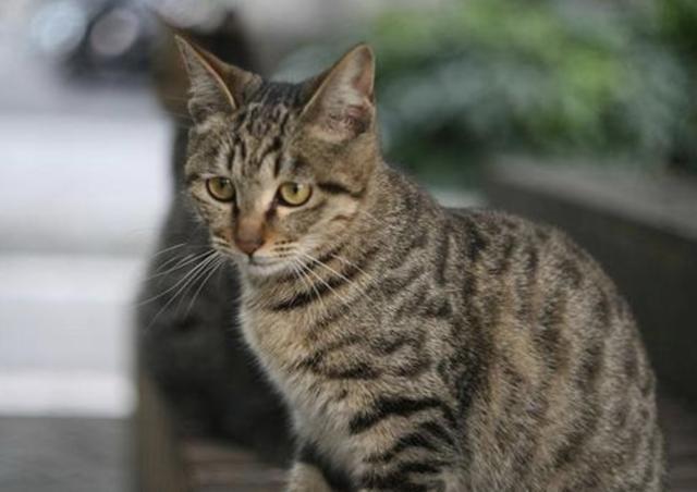 好男也养猫 本 西蒙斯的爱宠是一只中华田园猫吗 腾讯新闻