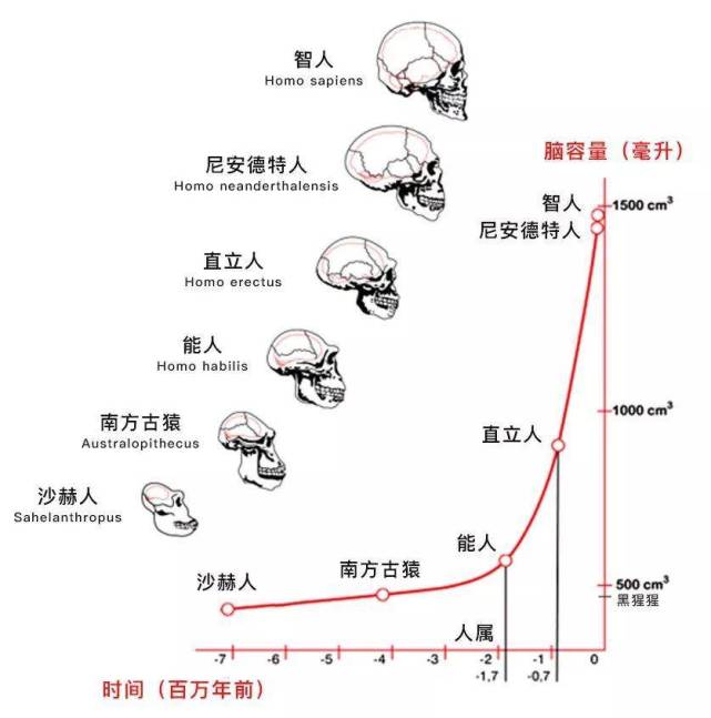 其他动物都是进化身体 为什么人类专挑大脑进化 大脑 尼安德特人 南方古猿 地猿