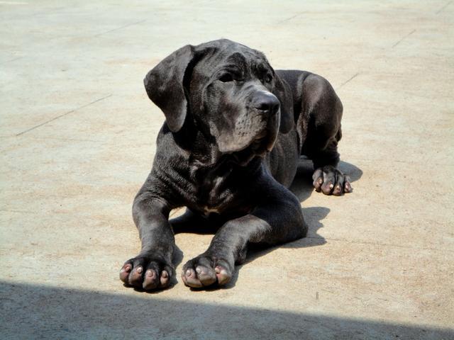 世界三大惡犬之一,最醜狗狗大賽冠軍,黑手幫卻喜歡那不勒斯獒犬|美國