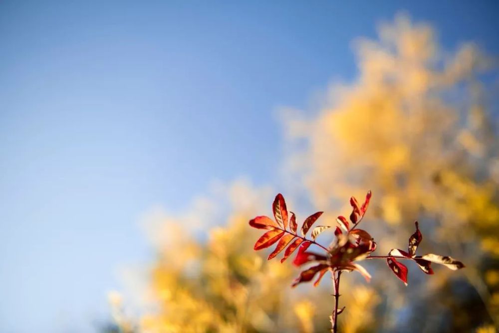 鹧鸪天|42句绝美诗词，一读就让人惊叹：哇，好温柔呀！
