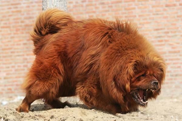 中国最"贵"的天狗,一只能换北京一套房,一生只认一个主人!