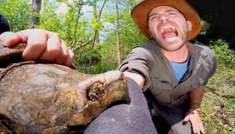 为什么乌龟咬人后一直不肯松口老外看完你就明白了