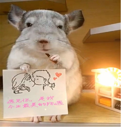 大型龙猫被迫营业现场,举牌表情耐人寻味,生意火爆需预定!