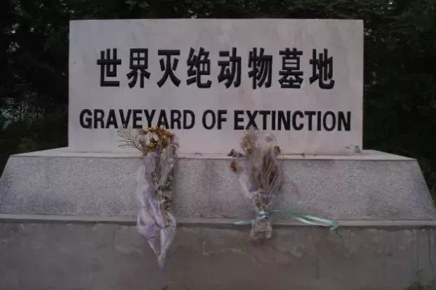 世界灭绝动物墓地名单图片