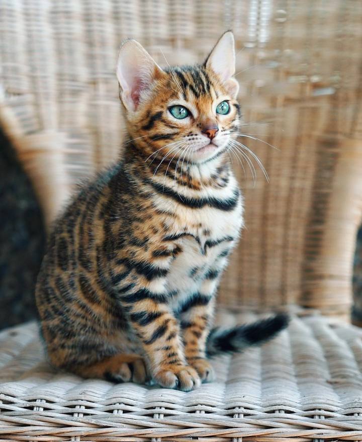 辟谣 豹猫喜欢攻击人 没有 小家伙们活泼又黏人 腾讯新闻