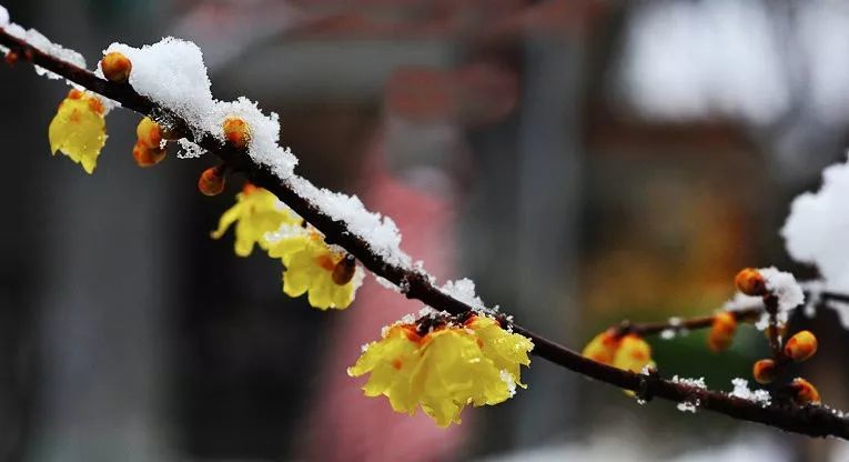 【雙調·落梅風】雪梅