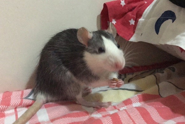 大四女生宿舍养鼠 称没有健康问题 但会躲避学校检查 腾讯新闻