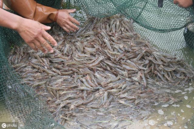 斑节对虾,中国明对虾三种,虽然近年来刀额新对虾的养殖也有抬头的趋势