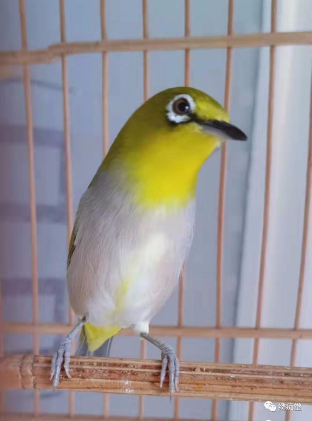 绣眼鸟饲养相关