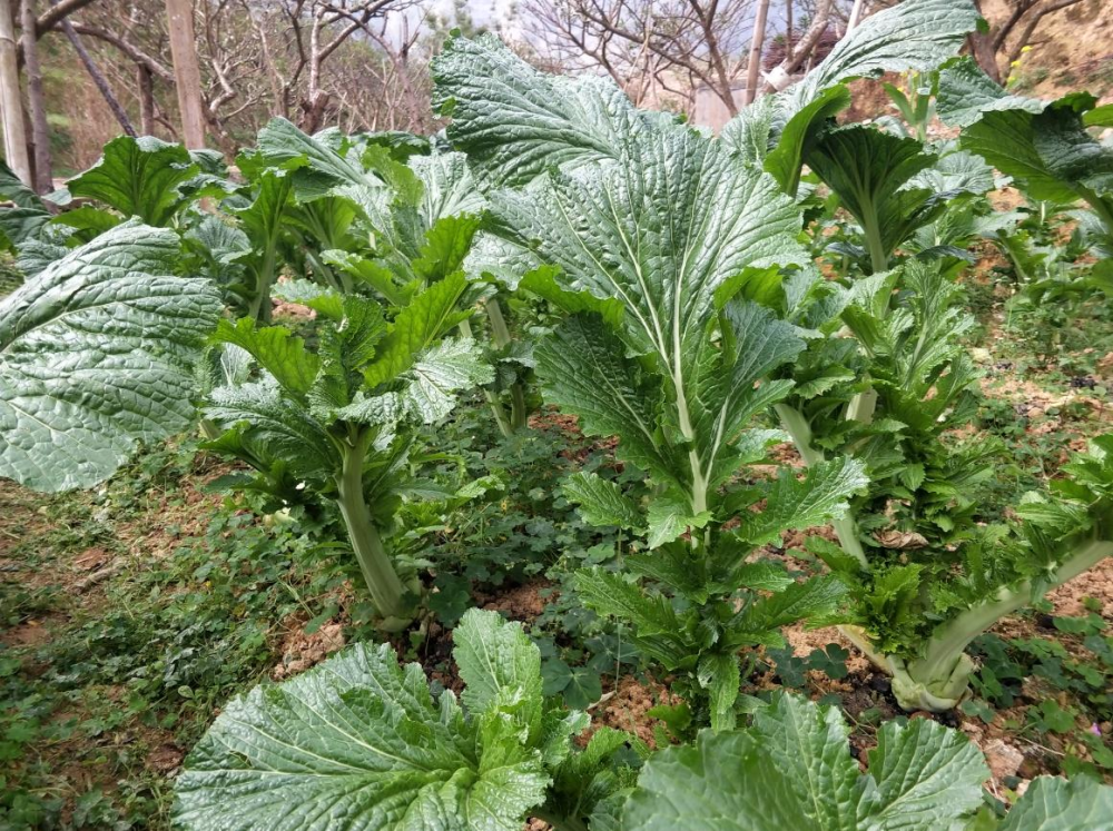 信宜钱排大芥菜因冷而 热 成时令抢手菜 腾讯新闻