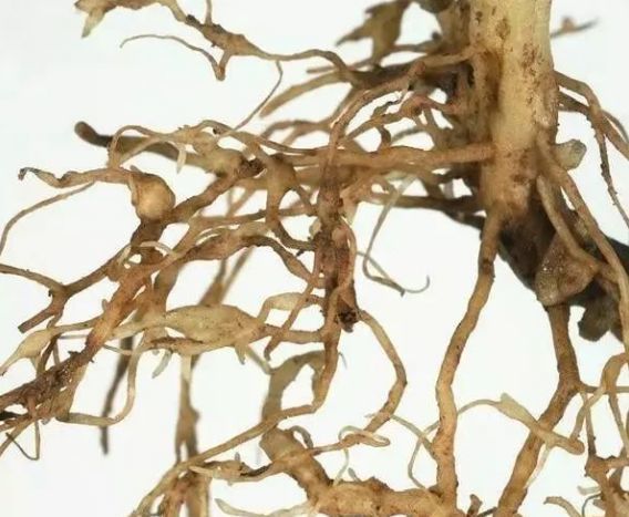 根结线虫防治方法大全!