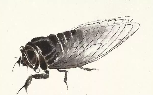 齐白石画一只"蝉"卖8亿,有人觉得不值,专家:你往蝉的下面看看!